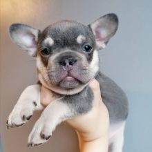 EXCEPTIONAL C.K.C FRENCH BULLDOG PUPPIES FOR ADOPTION(mendezphilip34@gmail.com)