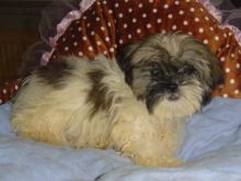 Shih Tzu puppies male and female for sale ready to go now