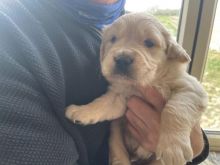 10 weeks old true to the breed Trained Golden Retriever puppies for sale