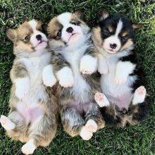 Charming Corgi puppies(anabelcelia54@gmail.com)