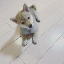 Cute Shiba inu puppies are ready for rehoming(senaalyssa3@gmail.com)