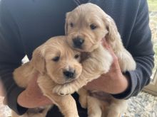 Golden Retriever puppies ready for a new home now at 10 weeks old