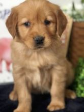 Home trained Golden Retriever puppies for sale at affordable price