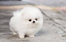 Purebred Pomeranian puppies for adoption