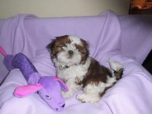 Quality Imperial Shih Tzu for sale ready at 10 weeks old and KC Registered