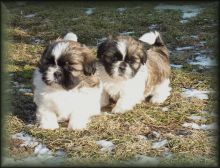 Sweet 9 Shih Tzu puppies for sale now