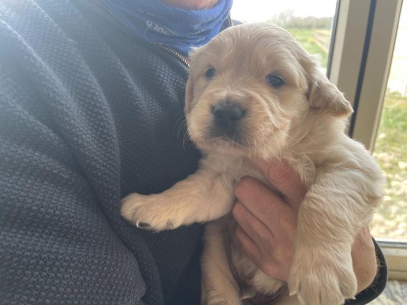 10 weeks old true to the breed Trained Golden Retriever puppies for sale Image eClassifieds4u