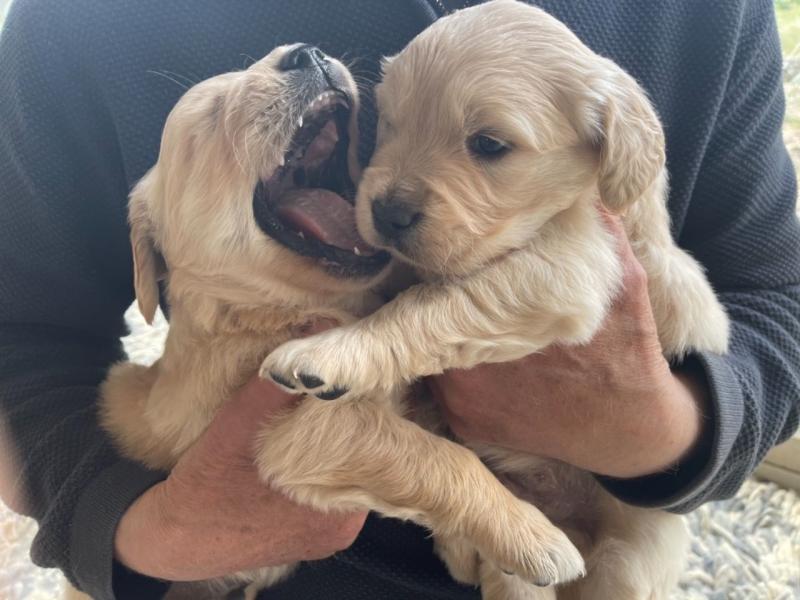 10 weeks old true to the breed Trained Golden Retriever puppies for sale Image eClassifieds4u