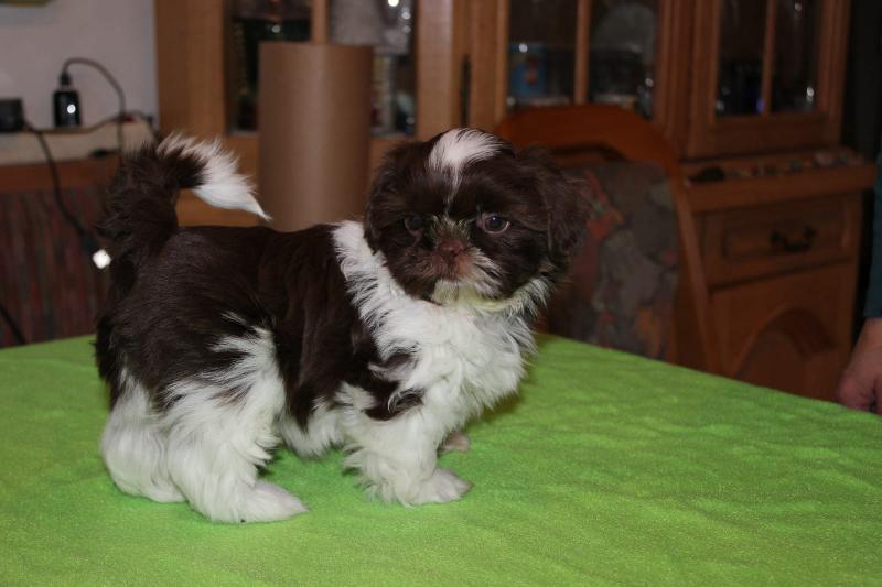 ADORABLE FEMALE SHELTIE PUPPIES AVAILABLE Image eClassifieds4u