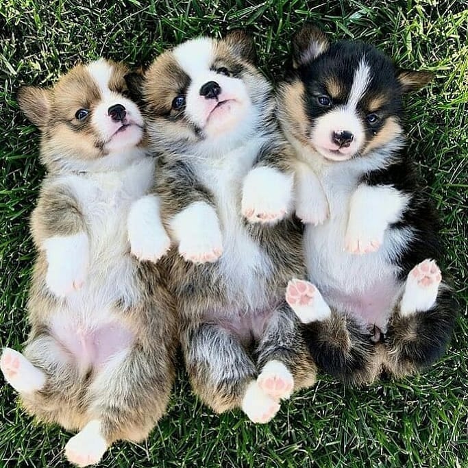 Charming Corgi puppies(anabelcelia54@gmail.com) Image eClassifieds4u