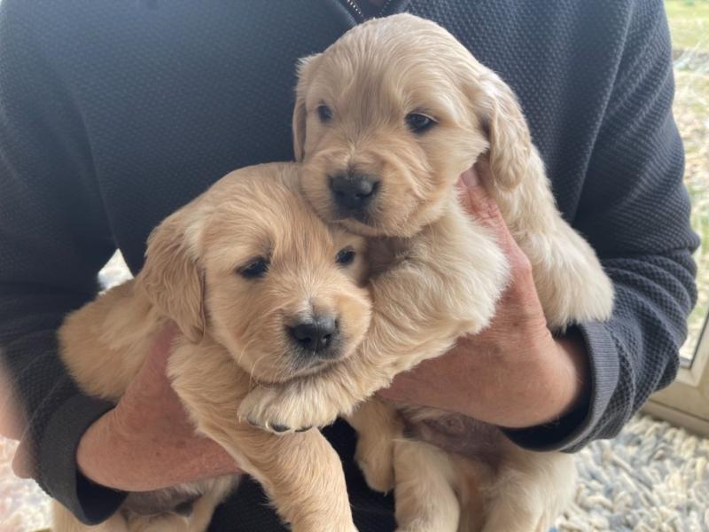 Golden Retriever puppies ready for a new home now at 10 weeks old Image eClassifieds4u