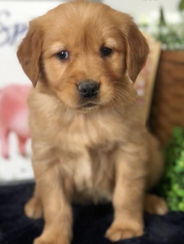 Home trained Golden Retriever puppies for sale at affordable price Image eClassifieds4u