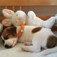 Adorable Jack Russel puppies for adoption. (melllisamouwel21@gmail.com) Image eClassifieds4u 2
