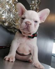 EXCEPTIONAL C.K.C FRENCH BULLDOG PUPPIES FOR ADOPTION(mendezphilip34@gmail.com) Image eClassifieds4u 2