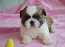Shih Tzu puppies male and female for sale ready to go now Image eClassifieds4u 2