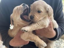 10 weeks old true to the breed Trained Golden Retriever puppies for sale Image eClassifieds4u 2