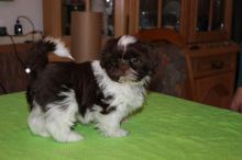 ADORABLE FEMALE SHELTIE PUPPIES AVAILABLE Image eClassifieds4U