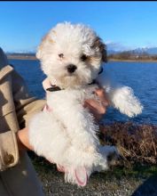 Gorgeous Tiny Cavapoo Puppies For Adoption. Very Playful and friendly(jakeharriies@gmail.com) Image eClassifieds4U