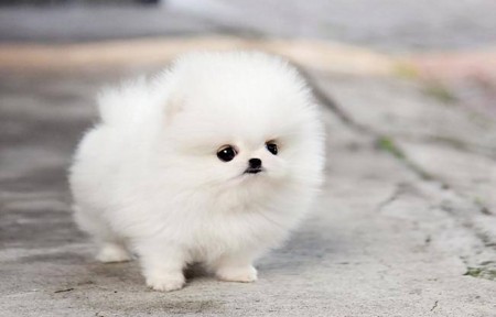 Purebred Pomeranian puppies for adoption Image eClassifieds4u