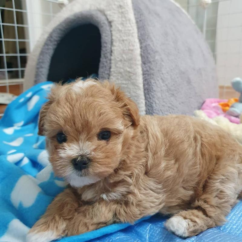 🟥🍁🟥 ANGELIC 🐶 WEST HIGHLAND TERRIER PUPPIES $650 🟥🍁🟥 Image eClassifieds4u