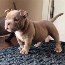 Beautiful pitbull puppies for adoption. (rebeccaswea@gmail.com)