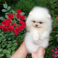 Beautiful Pomeranian puppies available for adoption. (arielmeagan26@gmail.com