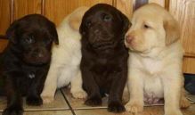 Labrador Retriever puppies