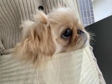 PEKINGESE puppies for adoption (egansella@gmail.com)