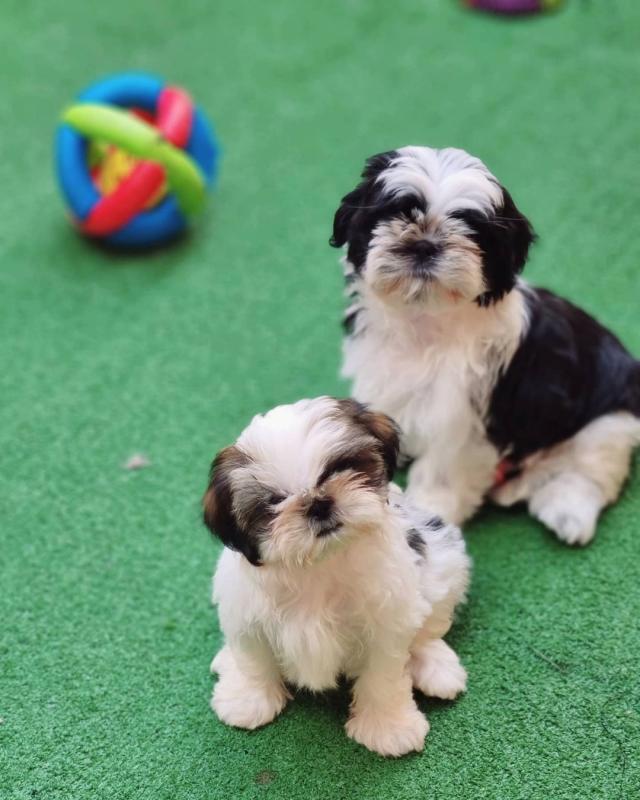 Adorable shih-tzu puppies available for adoption. (ritakind97@gmail.com) Image eClassifieds4u