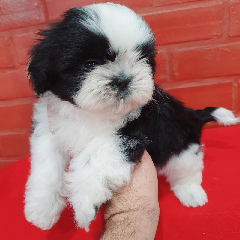 Adorable shih-tzu puppies available for adoption. (ritakind97@gmail.com) Image eClassifieds4u