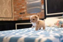 🟥🍁🟥 ANGELIC 🐶 2023 🐶 LHASA APSO PUPPIES $650 🟥🍁🟥 Image eClassifieds4U