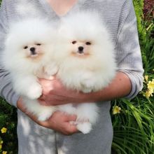 Beautiful Pomeranian puppies available for adoption. (arielmeagan26@gmail.com Image eClassifieds4u 2