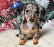 For Adoption: Dachshund Puppies,Ckc Reg.