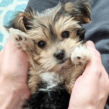 C.K.C MALE AND FEMALE Morkie PUPPIES AVAILABLE