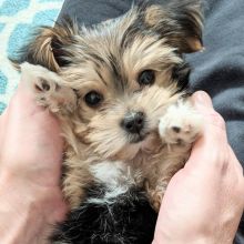 C.K.C MALE AND FEMALE Morkie PUPPIES AVAILABLE