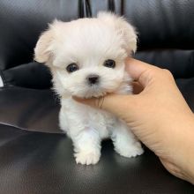 cutty male and female Pure white Maltese puppies.