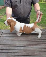Healthy Basset Hound puppies available.