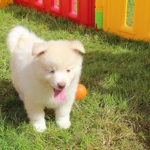 Male and Female Registered POMSKY Puppies For Rehoming (vincenzohome88@gmail.com)
