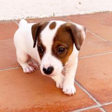 We have an adorable litter of six Jack Russell puppies boys and girls.