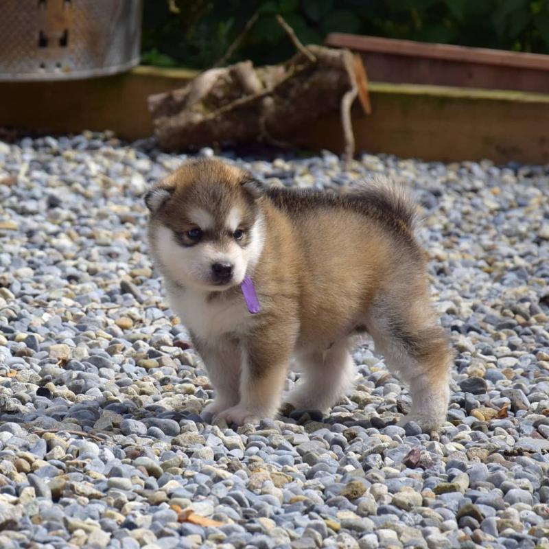 Lovely Alaskan Malamute puppies Image eClassifieds4u