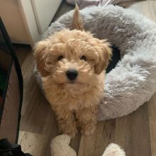 Cute maltipoo Puppies for Adoption( sandraawah85@gmail.com ) Image eClassifieds4U