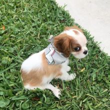 Outstanding Cavalier king charles spaniel Puppies available Image eClassifieds4U
