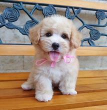 Socialized Shihpoo puppies available. Image eClassifieds4U