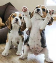 Sweet Male and Female Beagle puppies for adoption. Image eClassifieds4U