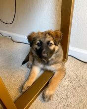 smart and available German shepherd puppies for adoption.