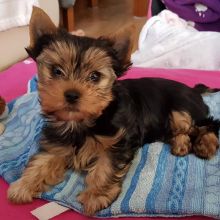 smart teacup yorkie puppies for adoption.