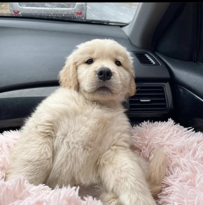 Beautiful golden retriever puppies for adoption Image eClassifieds4u