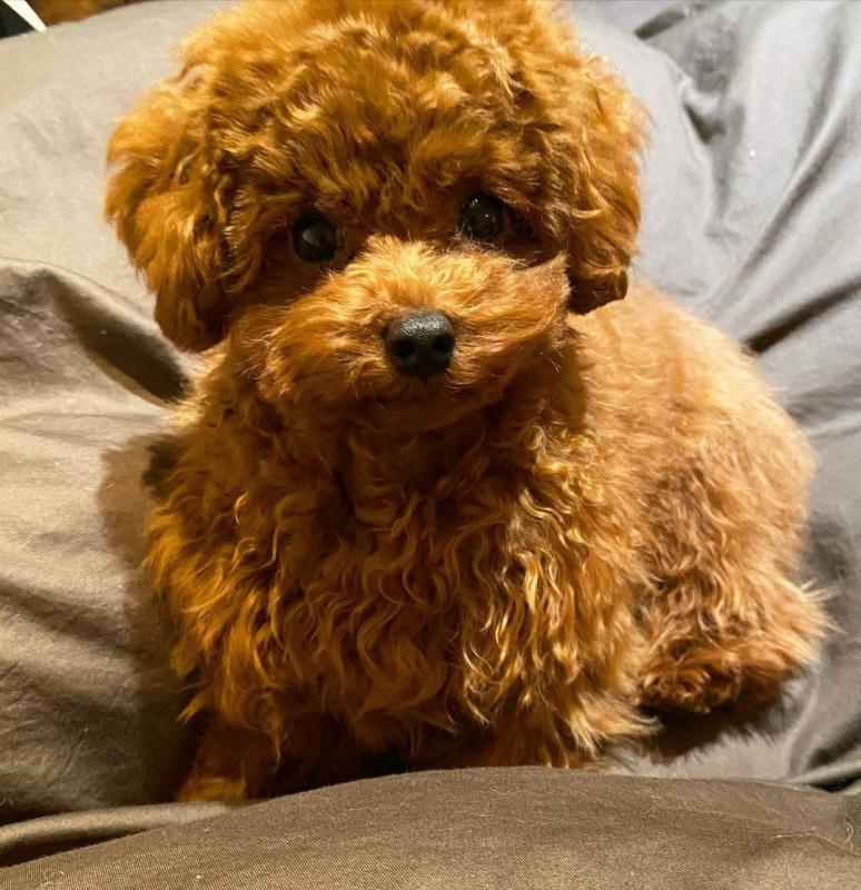 lovely toy poodle puppies for adoption Image eClassifieds4u
