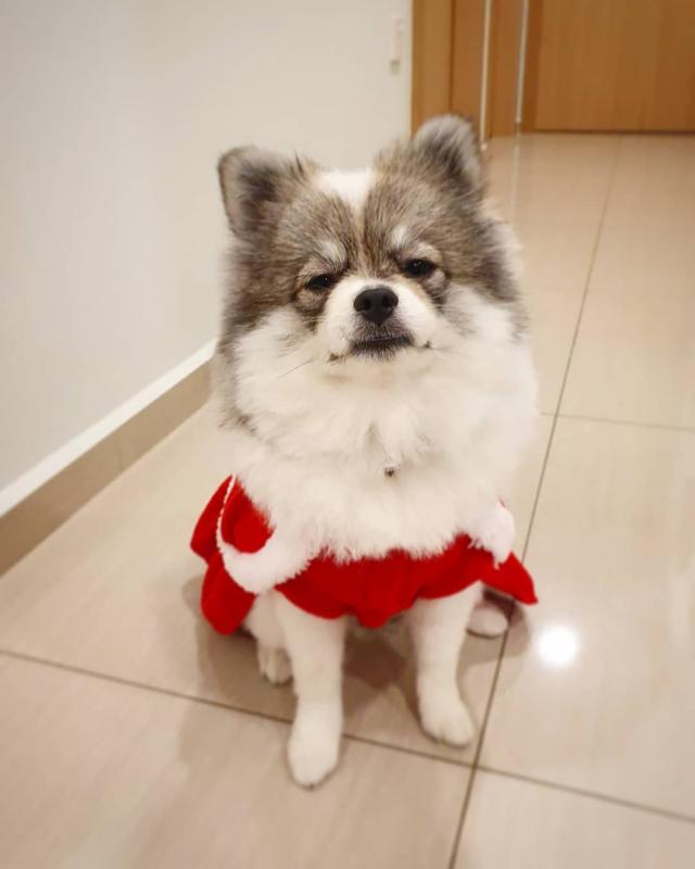 Smart pomsky puppies for adoption. Image eClassifieds4u