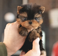 Gorgeous t-cup Yorkie pups available